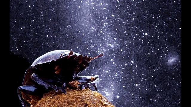 СЕМЬЯ СВЕТА! НОВАЯ ЗЕМЛЯ ПОДНЯЛАСЬ  Послание Арх. Михаила чере Силию Фенн
