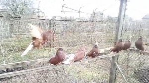 Николаевские голуби.  Красные белохвостые племенные