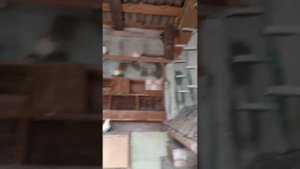 Линька у голубей.