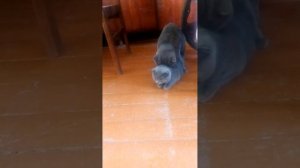 Вязка британских и шотландских кошек.