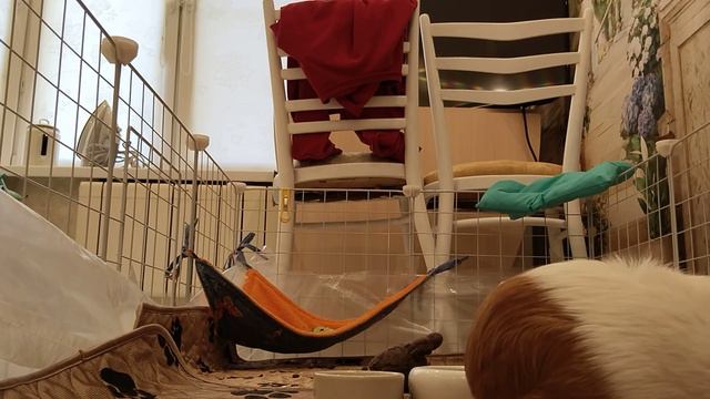 ЧТО ДЕЛАЕТ МОРСКАЯ СВИНКА 10 МИНУТ?🤯🤯🤯😱😱😱🐦🐦🐦🐦🐦🐦🐦 смотреть онлайн