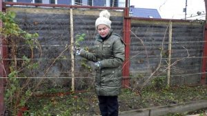Обрезка винограда осенью, подготовка перед укрытием винограда. Подготовка винограда к зиме.