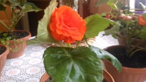 Клубневая бегония из семян спустя 6 месяцев🌸