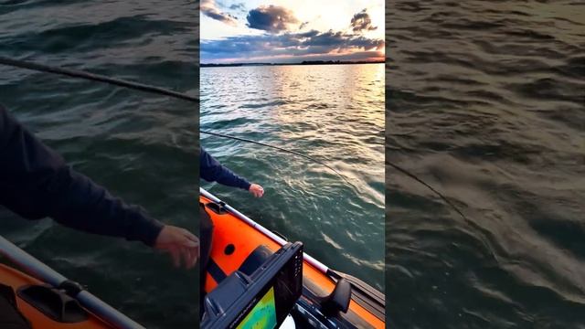 Судак на джиг. Матырское водохранилище. Липецк.