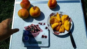 Персик Инка, 25.08.2023.