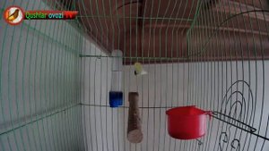 For training Canary singing, (Russian singer canary singing) Canto de canario, bird sounds