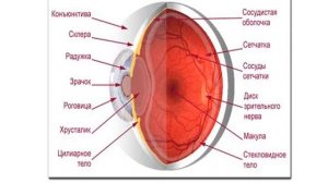 Гигиена зрения