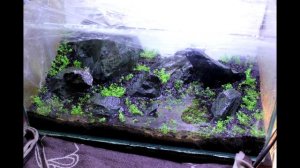 тепличка для аквариумных растений