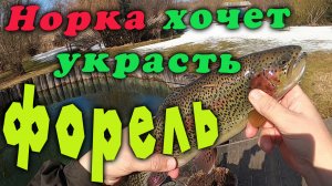 Рыбалка в Ленинградской области. Норка ворует рыбу.