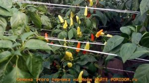 Корнишонный Перчик Сладкие Пикули Sweet Pickle Peppers Обзор Сорта!