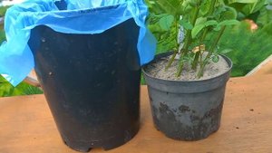 Черенки розы Остина укоренились.