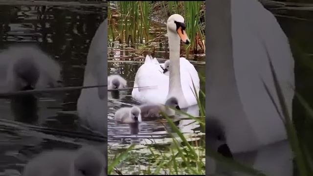 Swan .mp4 смотреть онлайн