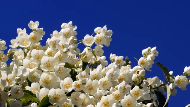 Цветение Жасмина смотреть онлайн