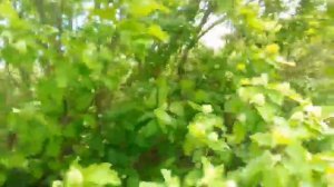 Черноклён (Паклёнок) 13.05.2021.