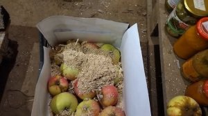 Хранение яблок в погребе в опилках - мой метод в подробностях