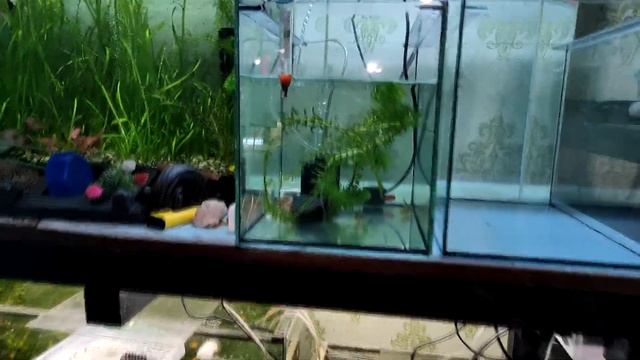 Стимуляция нереста коридорасов... смотреть онлайн