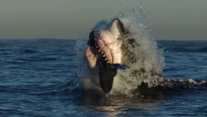 Мегалодон / хищник / подводный мир