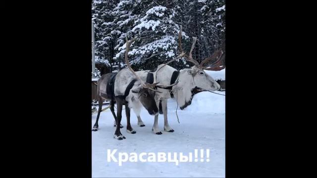 Пантоцентр «Оленья Застава» смотреть онлайн