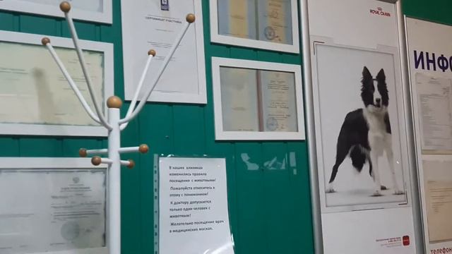 АльмаВет ветеринарная клиника  жил был пёс Лабрадор Рей
