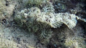 Скорпенопс, Scorpaenopsis barbata, Bearded scorpionfish