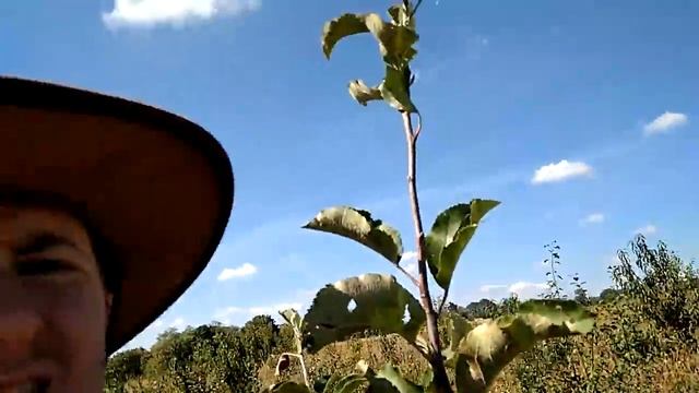 Потенциал яблони на подвое 62 396 Чемпион и Райка смотреть онлайн