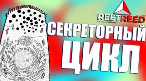 Секреторный ЦИКЛ Гландулоцитов / Физиология ЖЕЛЕЗИСТОЙ Ткани ( 2 часть )