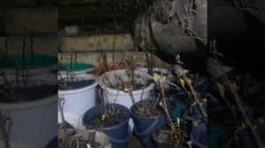 Как зимуют гортензии,  обзор и полив.