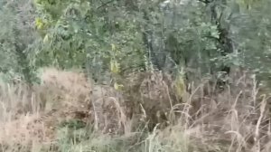 СКОЛЬКО МОЖНО ВРАТЬ? САФАР РЯДОМ С ЖЕНОЙ И ДЕТЬМИ! ОЛЬГА УРАЛОЧКА LIVE.