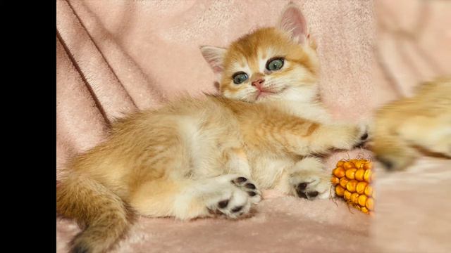 🤩 ЗОЛОТЫЕ КОТЯТА,БРИТАНЦЫ🤩GOLDEN KITTENS🙀