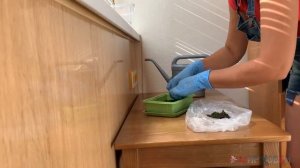 Как вырастить мох в домашних условиях