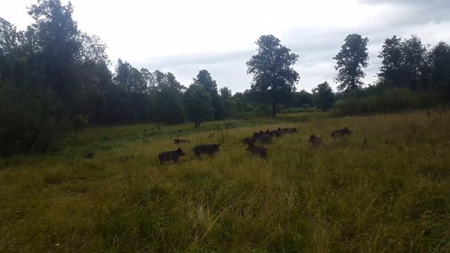 Кабаны в поле смотреть онлайн