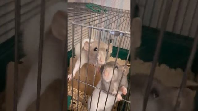 Крысы умные и забавные животные.