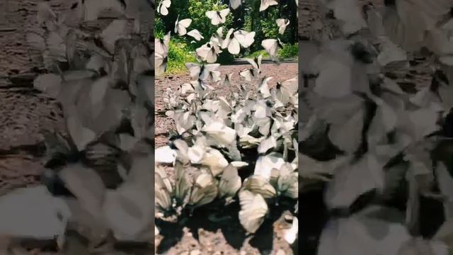 Скоро весна придёт ♥️ #весна #бабочки #природа #крым #шортс
