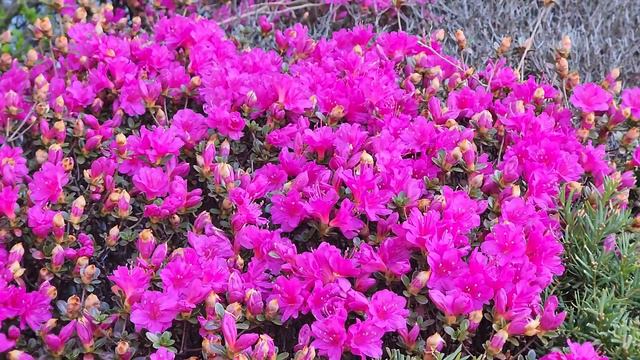 Rhododendron indicum | Azaleas evergreen azalea I satsuki tsutsusi | flori de primavara | gradina смотреть онлайн