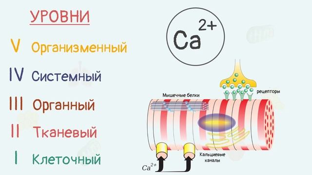 Уровни организации живого организма или человек-конструктор | Тело человека