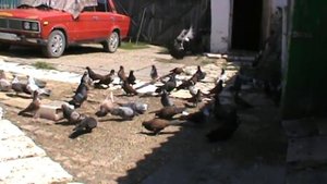 Рыжие харьковские голуби