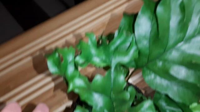 Папоротник ФЛЕБОДИУМ НИКОЛАС ДАЙМОНД. Fern Phlebodium