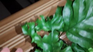 Папоротник ФЛЕБОДИУМ НИКОЛАС ДАЙМОНД. Fern Phlebodium