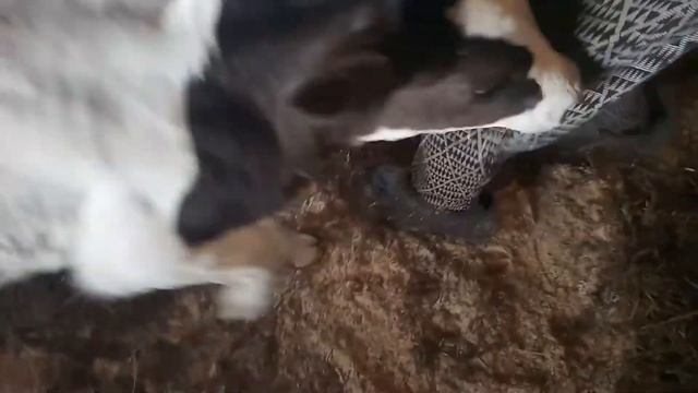 Как приучить теленка пить из ведра. Коровы первый день на поле. смотреть онлайн