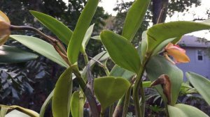 Cattleya  Fulvescens