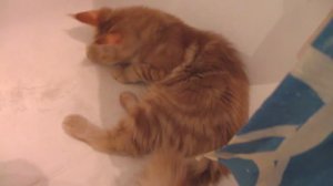 Мейн-кун Семён мяукает в ванной и играет с ведром!