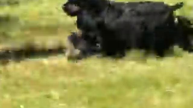 "Звезда Запада" 26 июля 2008 г, юниоры смотреть онлайн