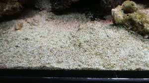 Водоросли, цианобактерии и динофлагелляты в морском аквариуме