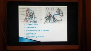 Черепно-мозговые нервы.
