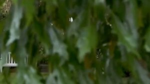 80 Лучших садов мира с Монти Доном. Сады Австралии и Н Зеландии