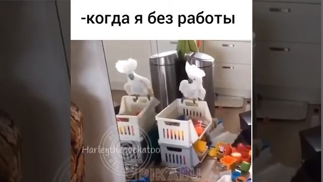 Когда выходной я... смотреть онлайн