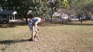 Дрессировка немецкой овчарки | как дрессировать щенка | с чего начать дрессировку