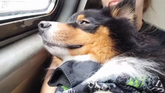 Необычная поза для поездки и сна одновременно в электричке #aussie#собака#рек#австралийскаяовчарка
