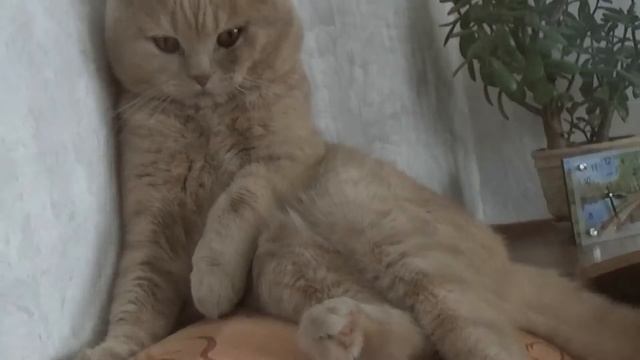 Кот не любит Вискас