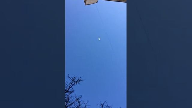 Бойные столбовые голуби
